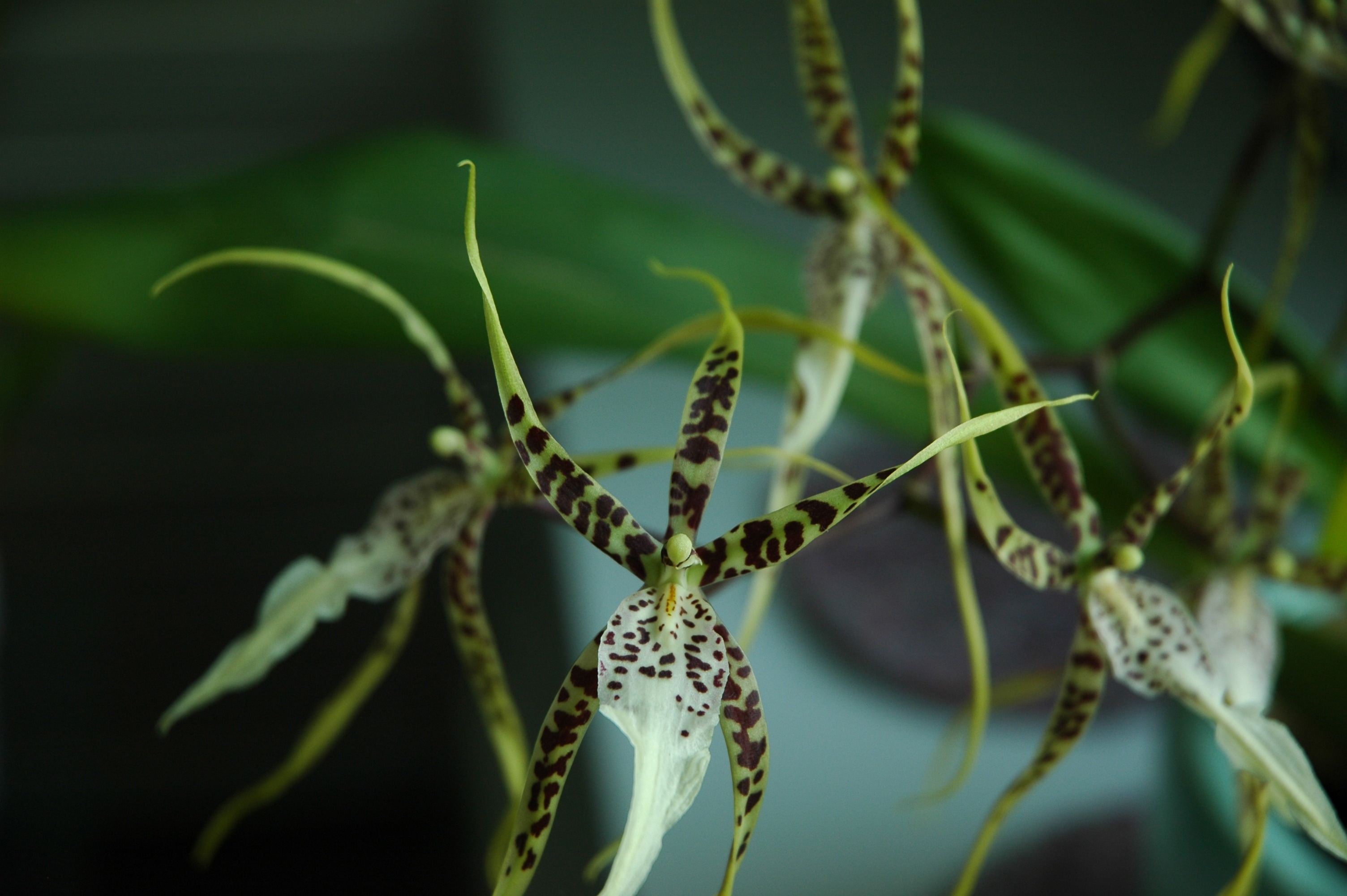 green and black leaf plants