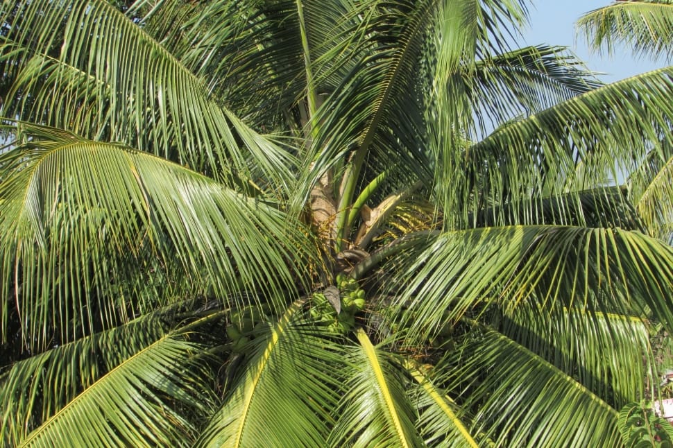 green coconut tree preview