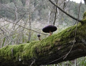 black brown mushroom and green moss thumbnail