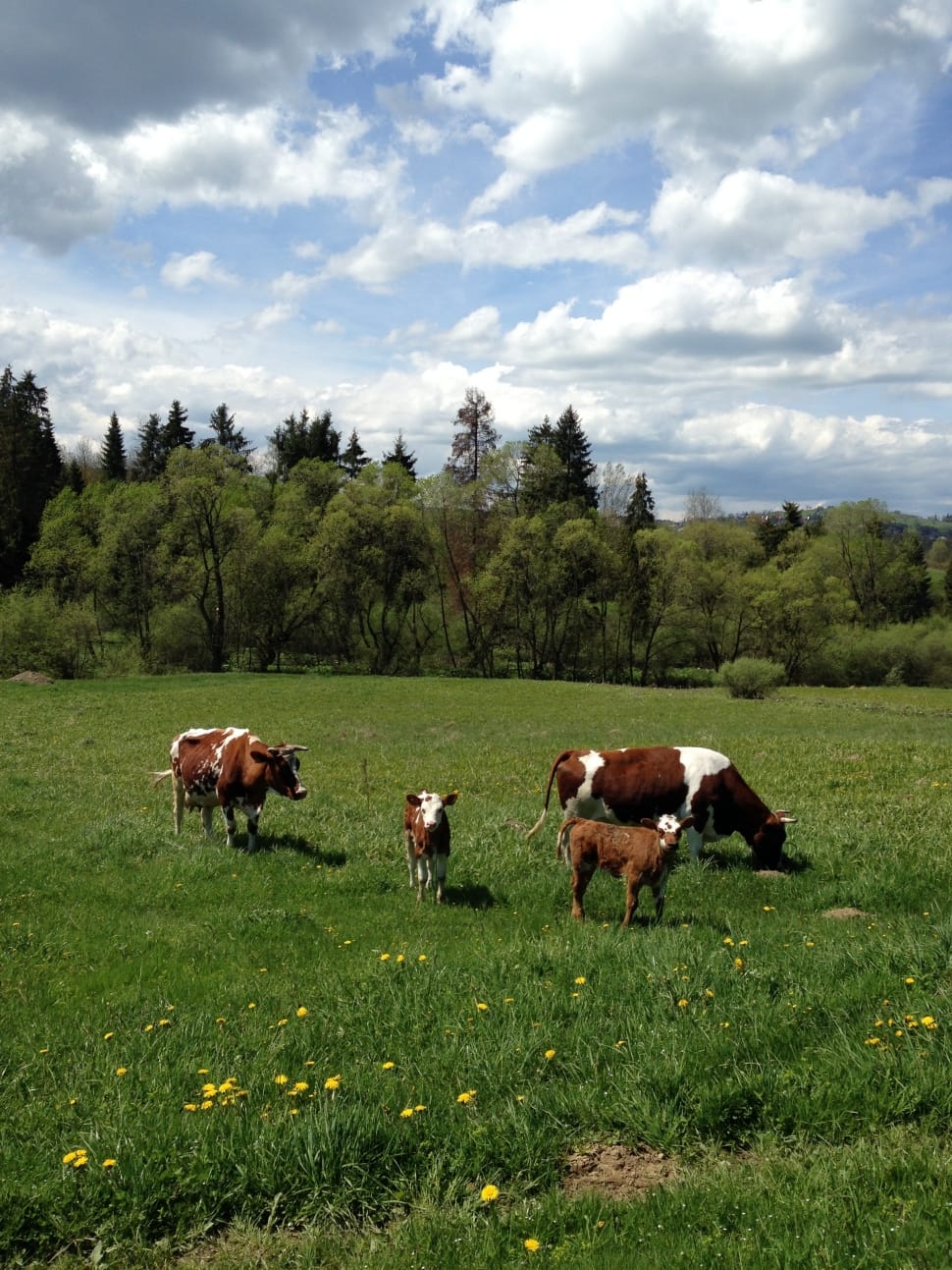 two brown and white cow and two kid on green gras field during daytime preview