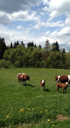 two brown and white cow and two kid on green gras field during daytime thumbnail
