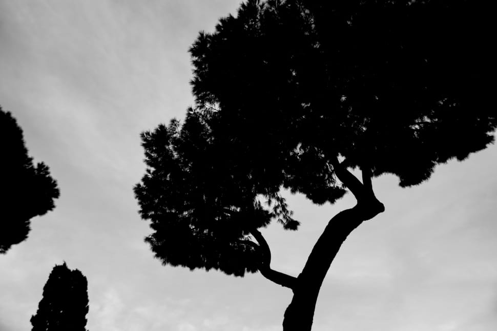 silhouette of tree preview