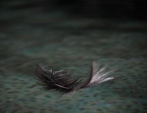 black feather thumbnail