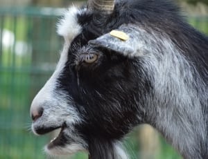 Goat, Country Life, Nature, Livestock, one animal, animal head thumbnail