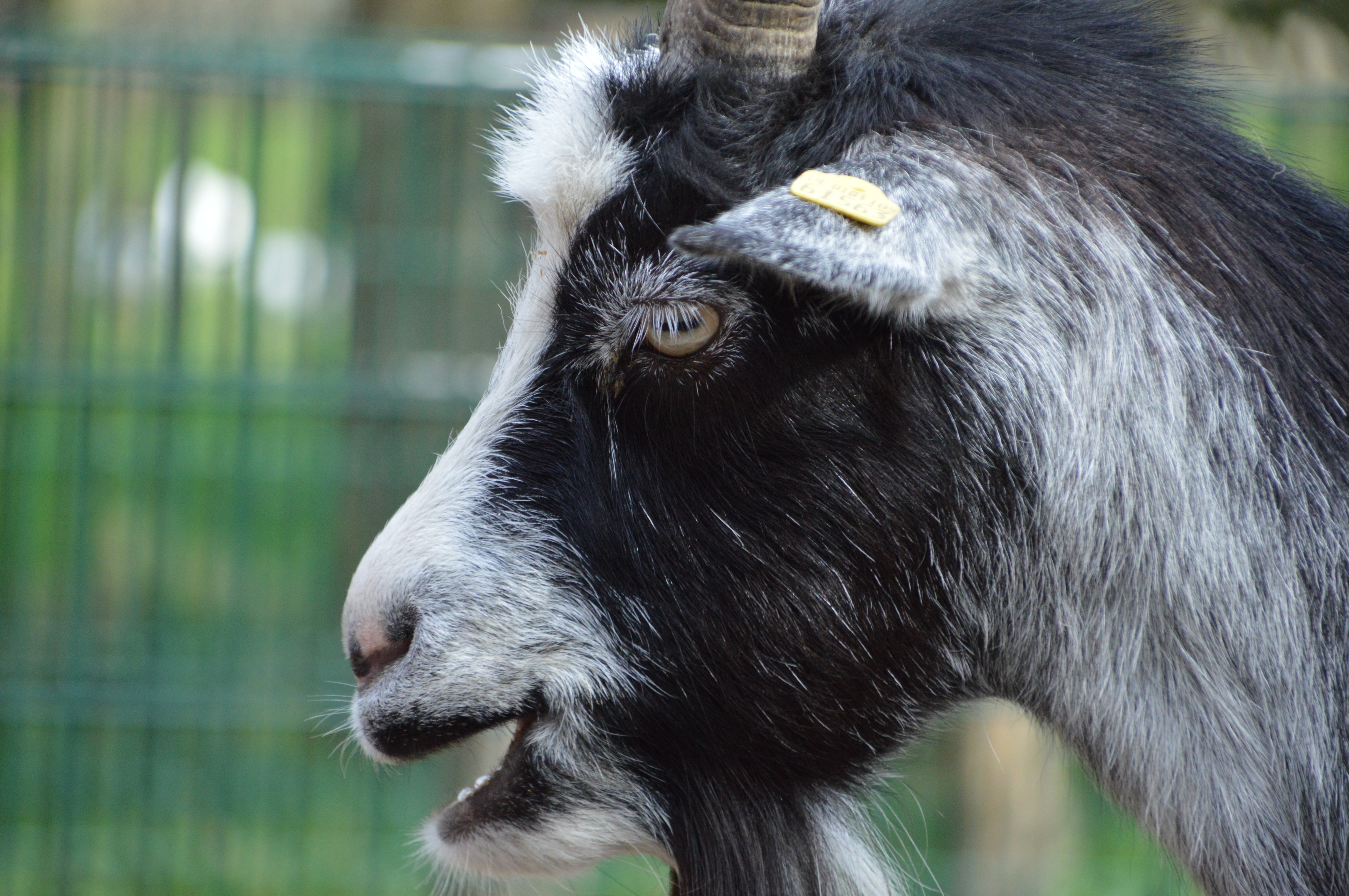 Goat, Country Life, Nature, Livestock, one animal, animal head