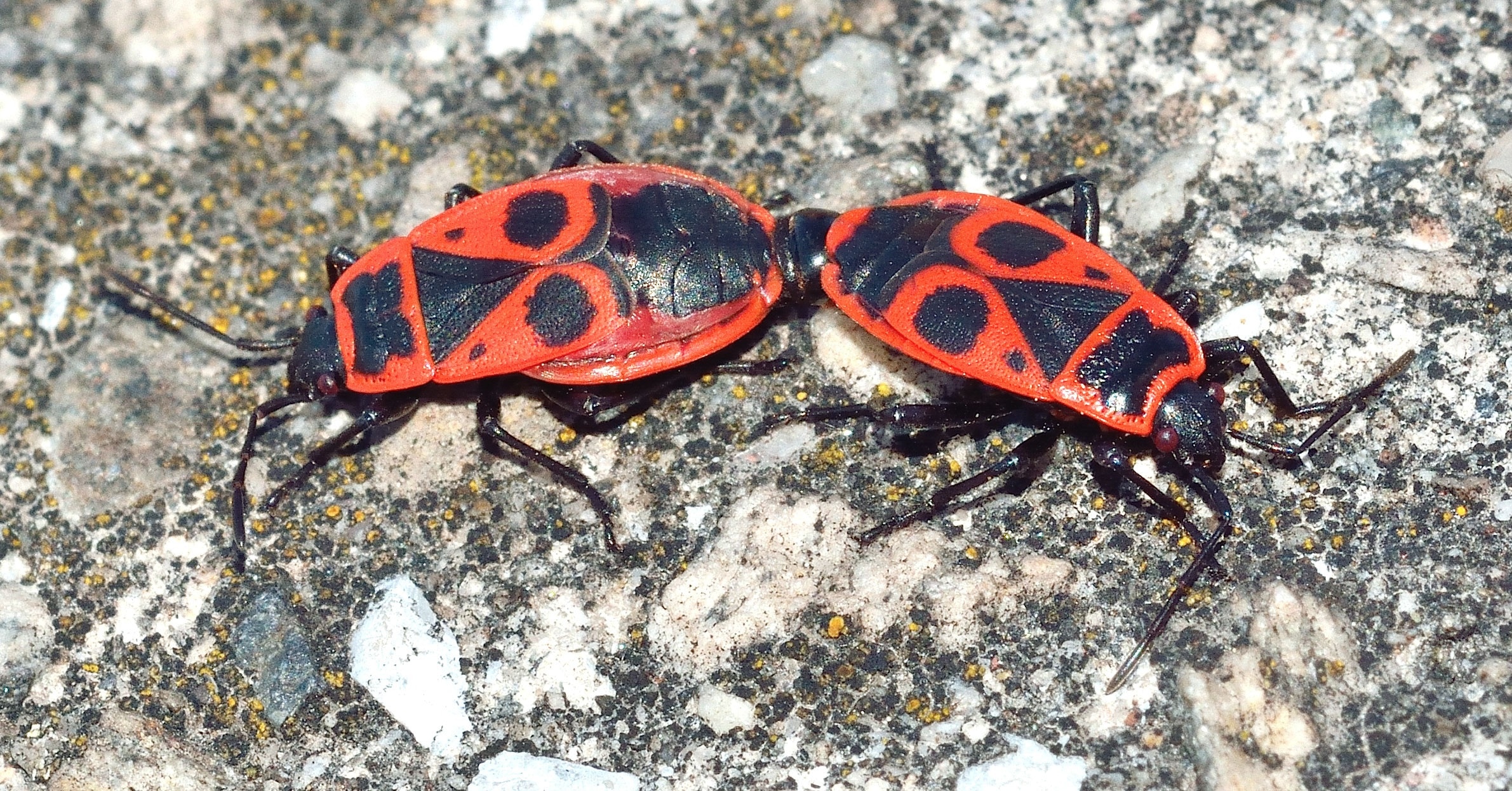 2 firebug insects