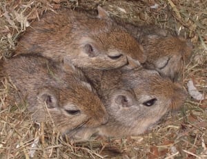 four brown mice thumbnail