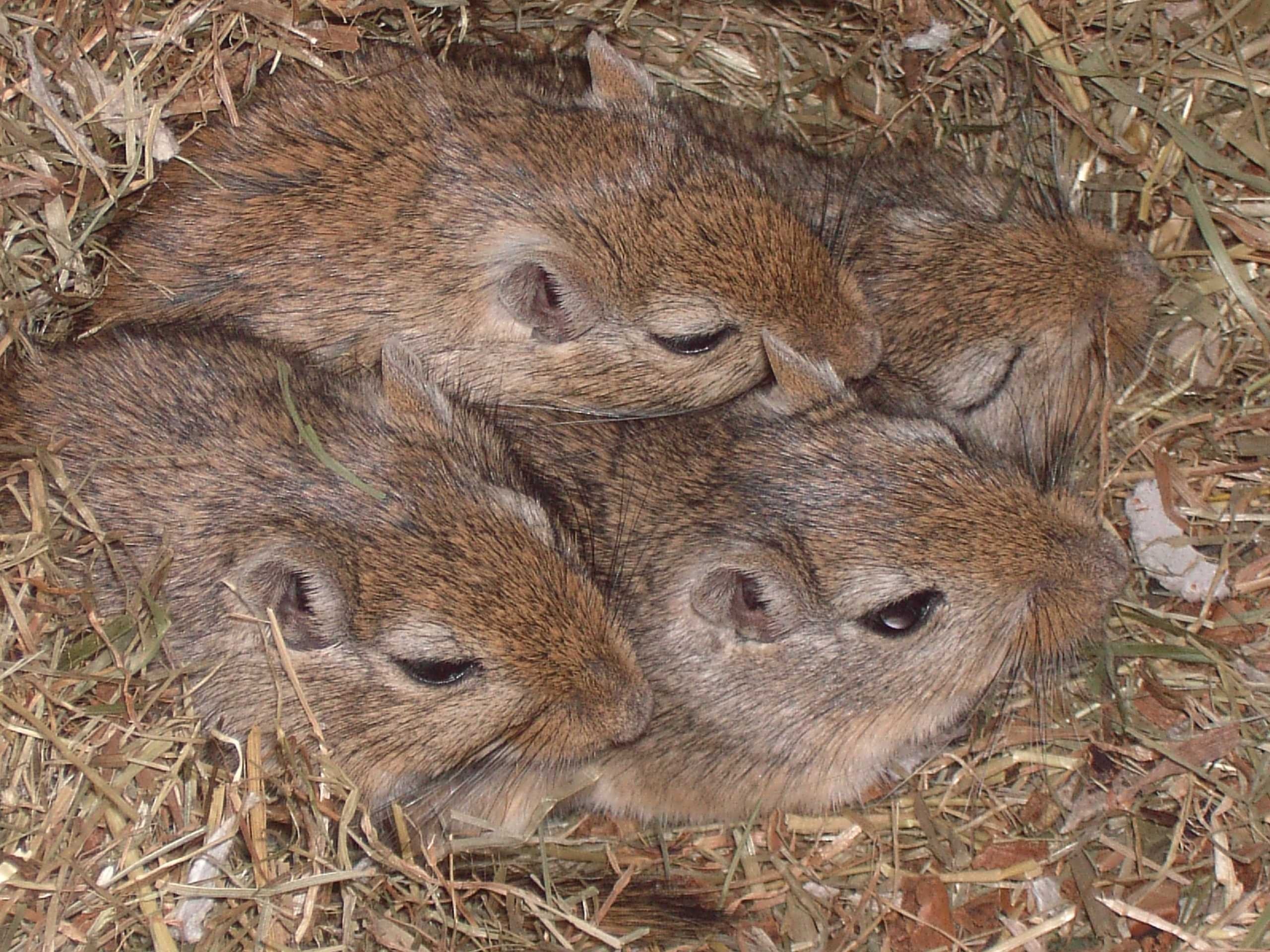 four brown mice