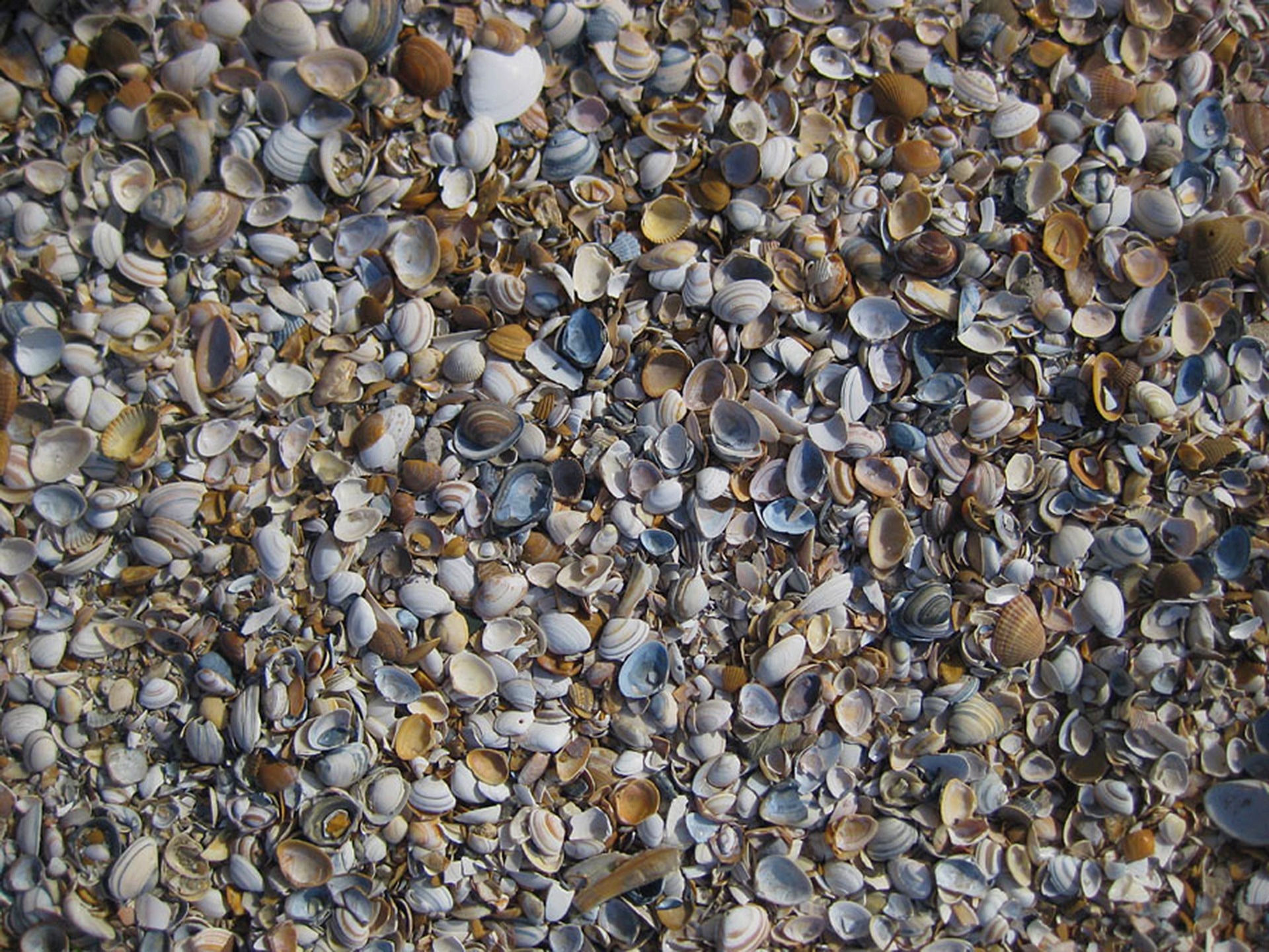 seashell lot