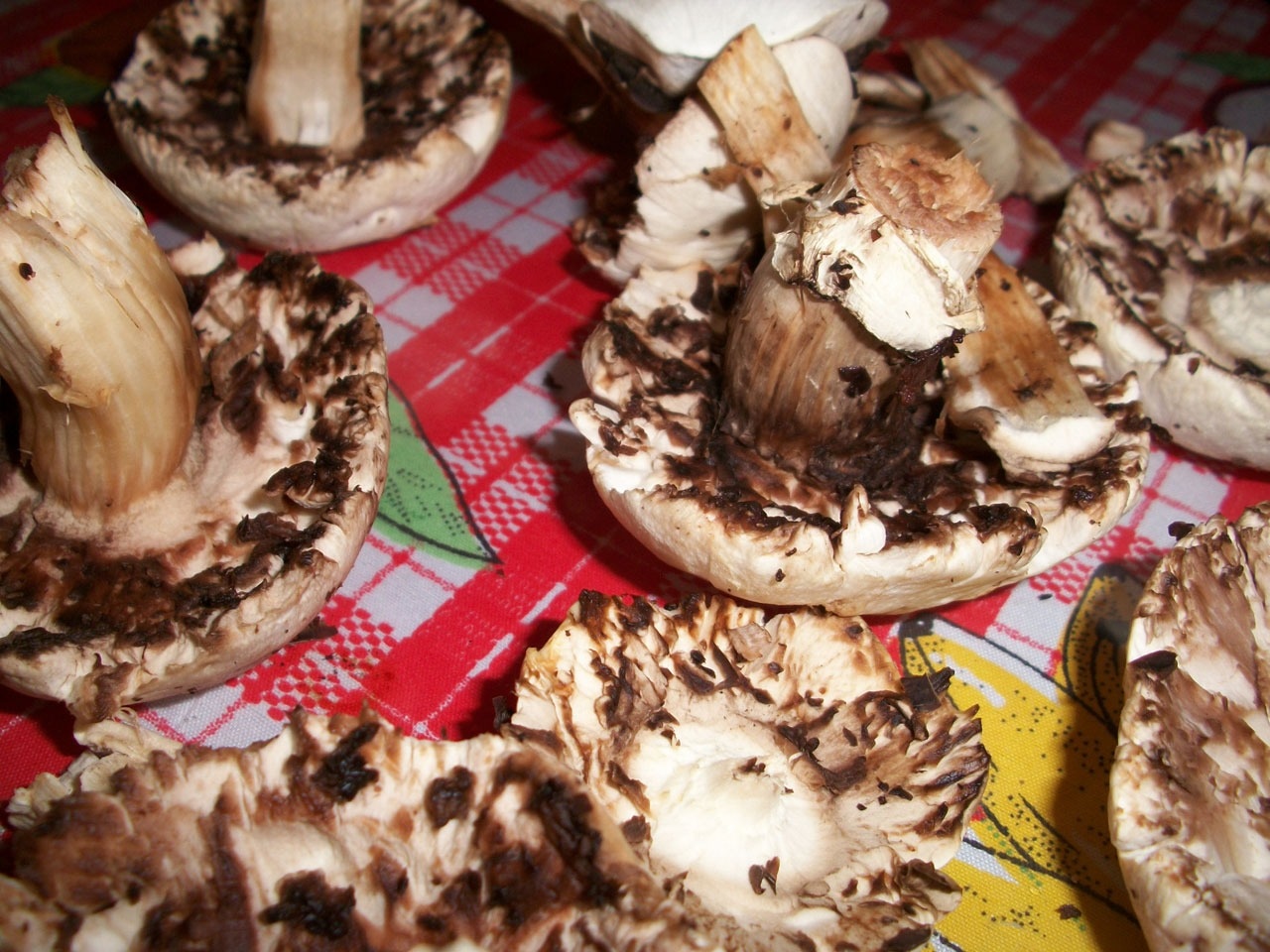 white and brown mushroom lot