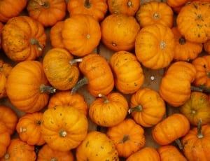 pumpkins at daytime\ thumbnail