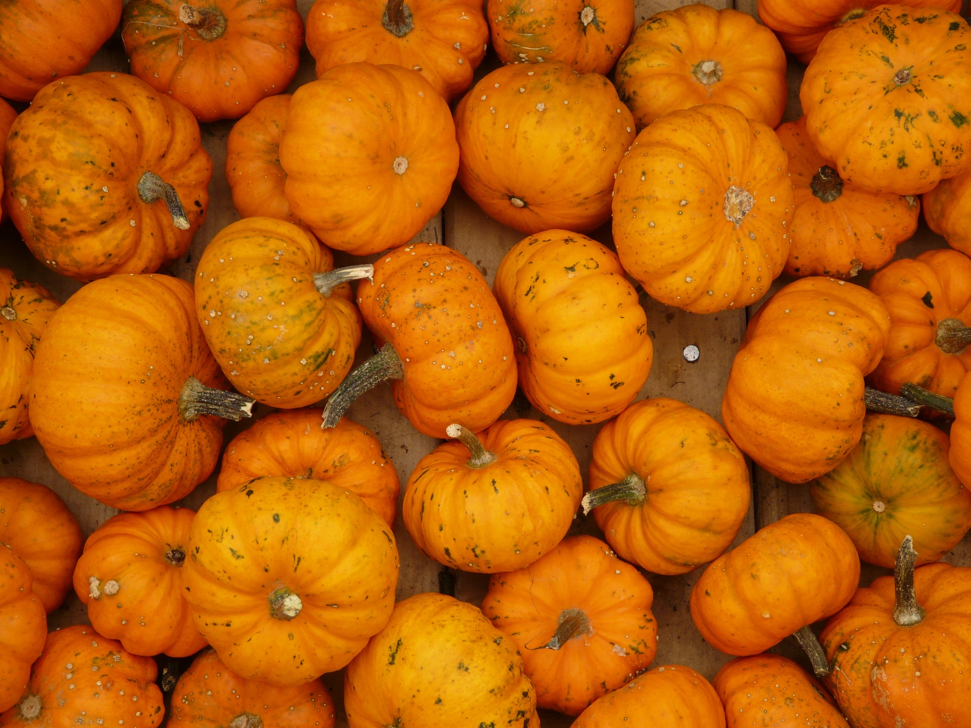 pumpkins at daytime\