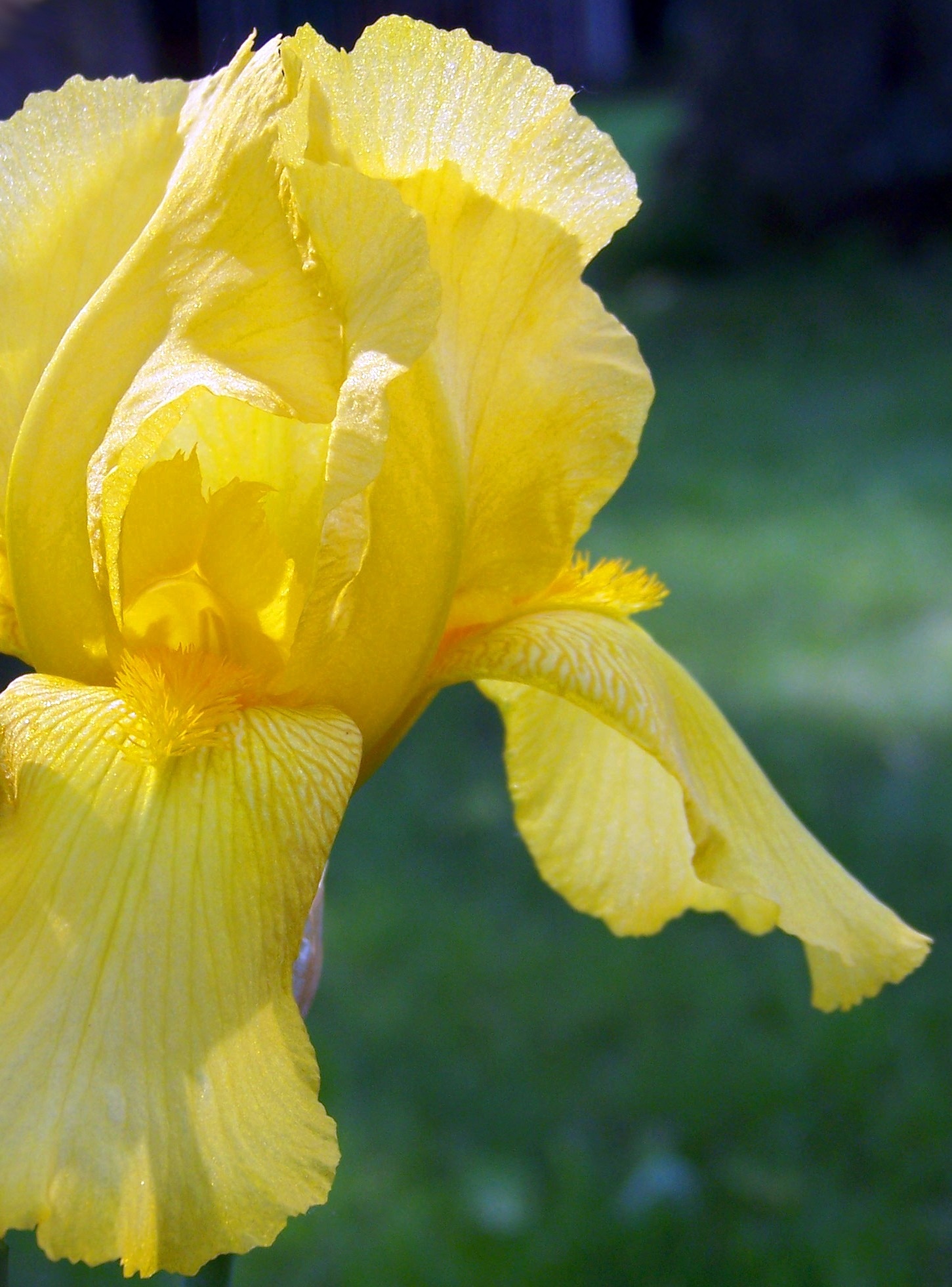 yellow petaled flower