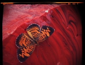 black orange butterfly thumbnail