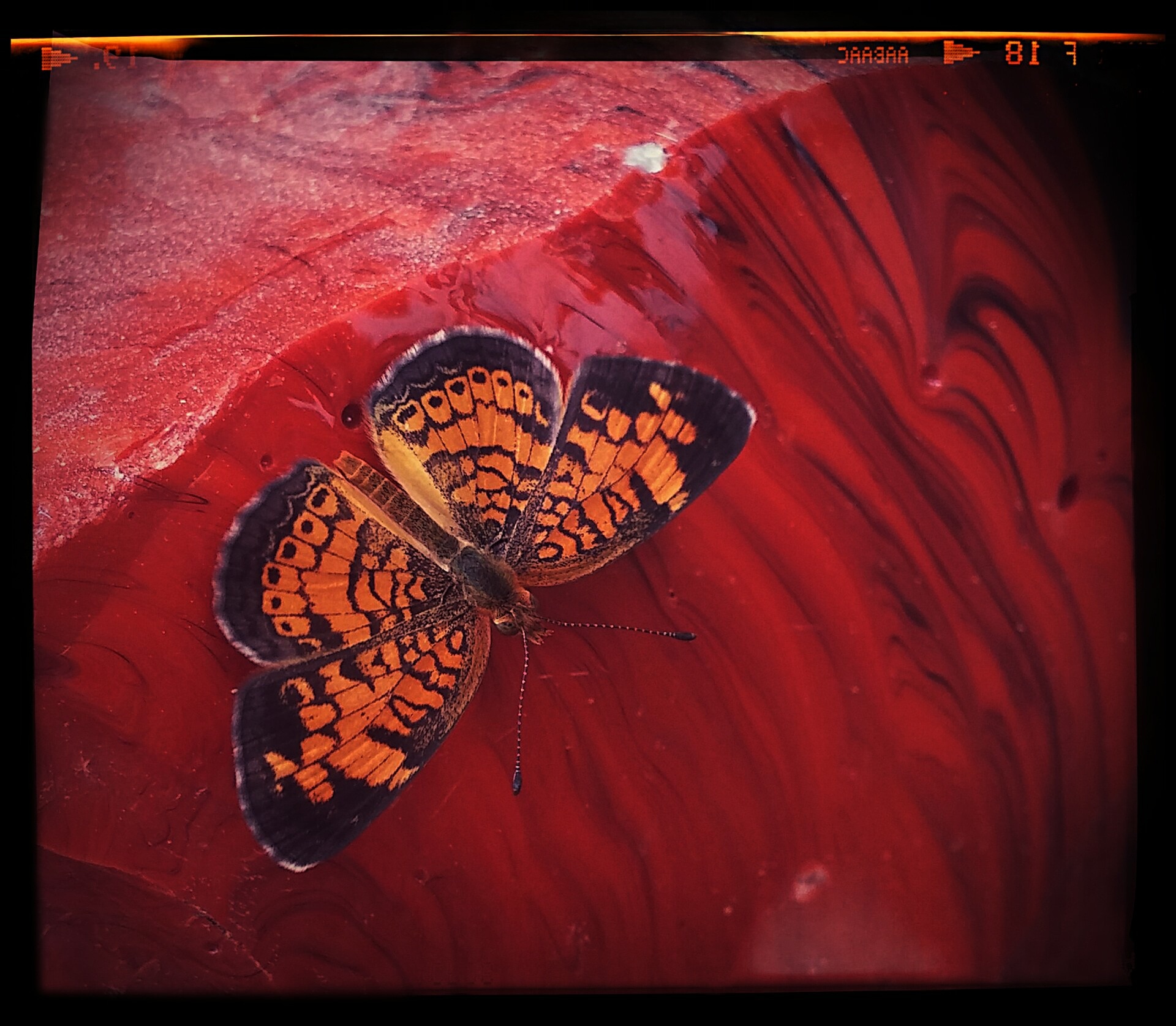 black orange butterfly
