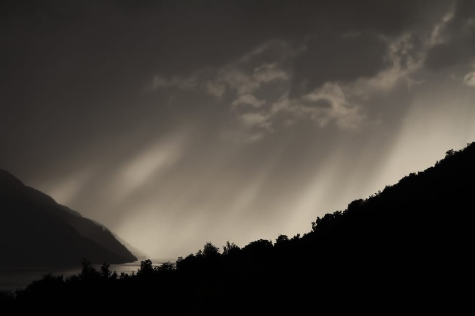 silhouette of trees preview