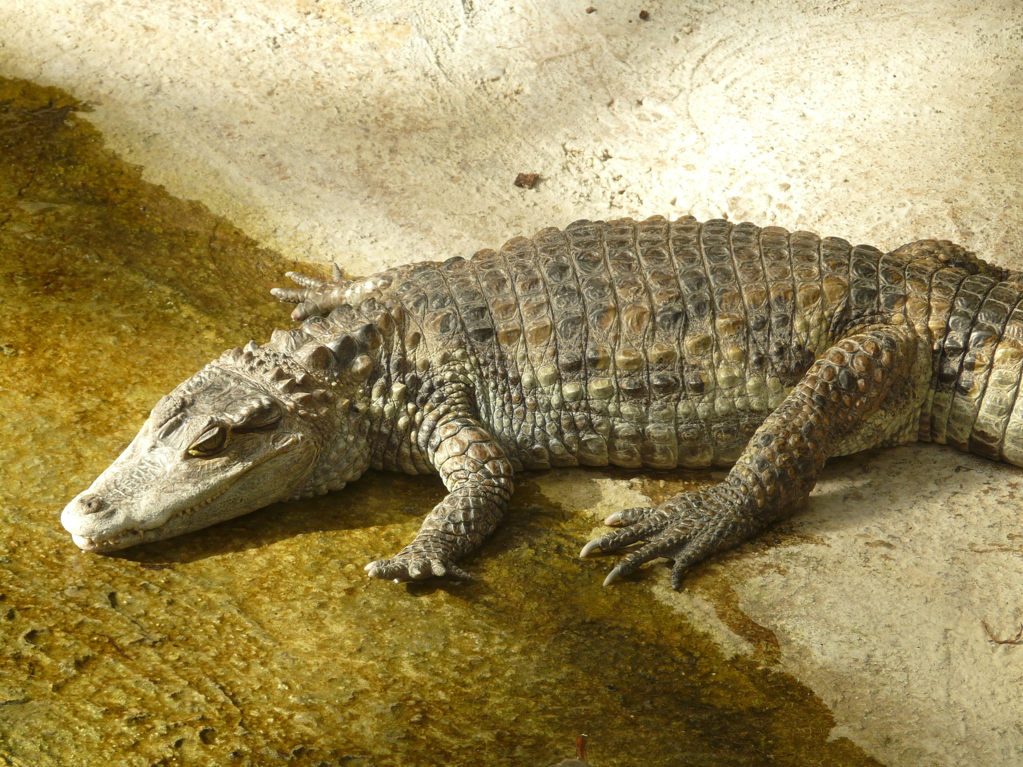 brown alligator