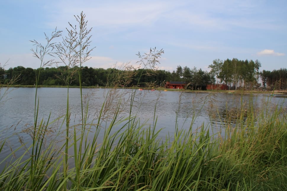 wide lake surrounded with green grass and green leaf trees preview