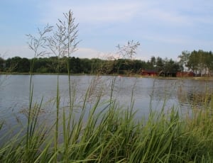 wide lake surrounded with green grass and green leaf trees thumbnail