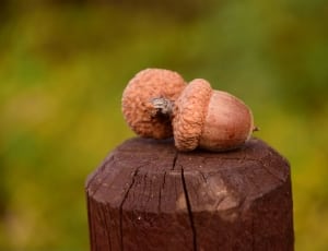 2 brown chestnuts thumbnail