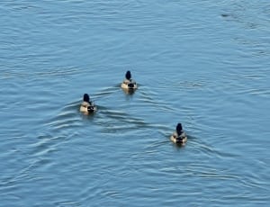 3 brown and black ducks thumbnail