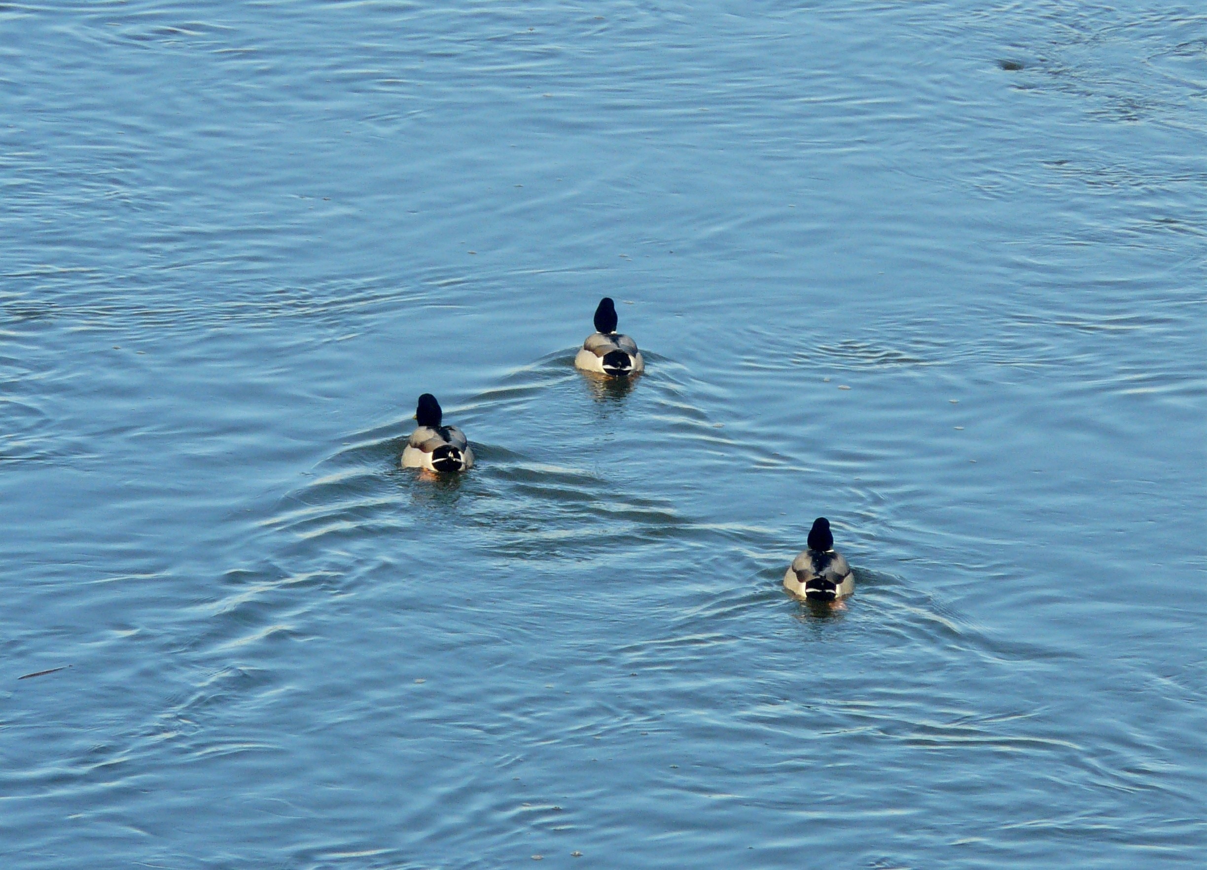 3 brown and black ducks