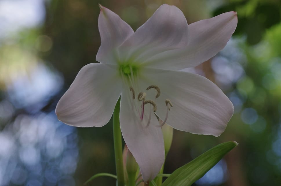 white Lily selective focus photography preview