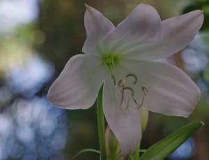 white Lily selective focus photography thumbnail