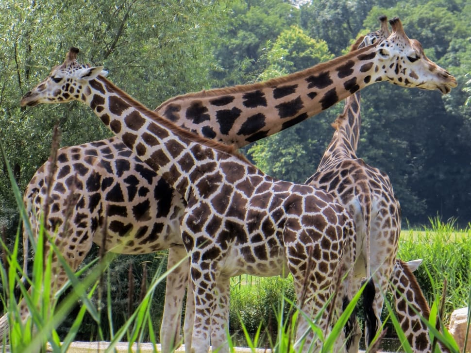 3 giraffes preview