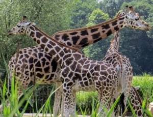 3 giraffes thumbnail