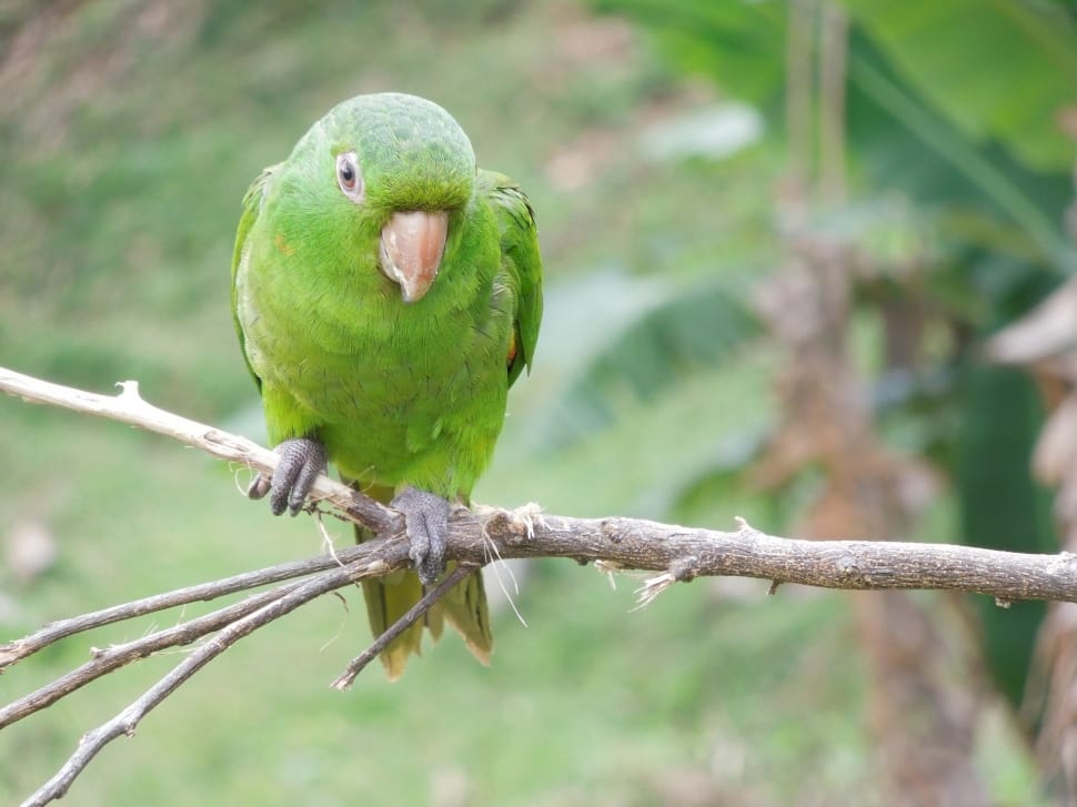 plain parakeet preview