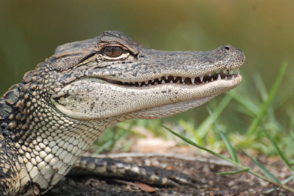 beige salt water crocodile preview