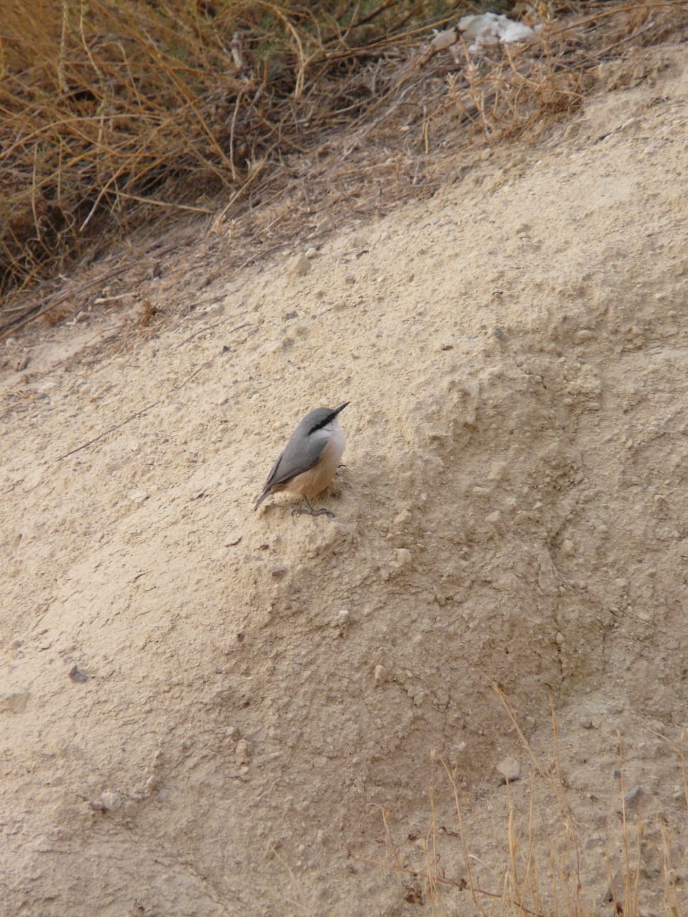 grey and white bird preview