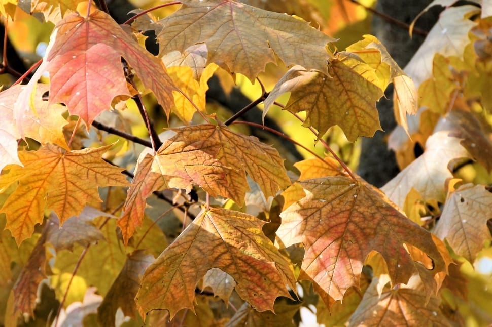 maple leaf tree preview
