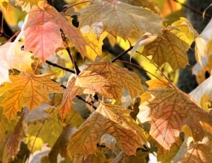 maple leaf tree thumbnail