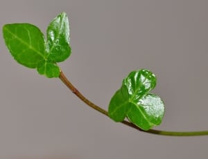 green clover leaf thumbnail