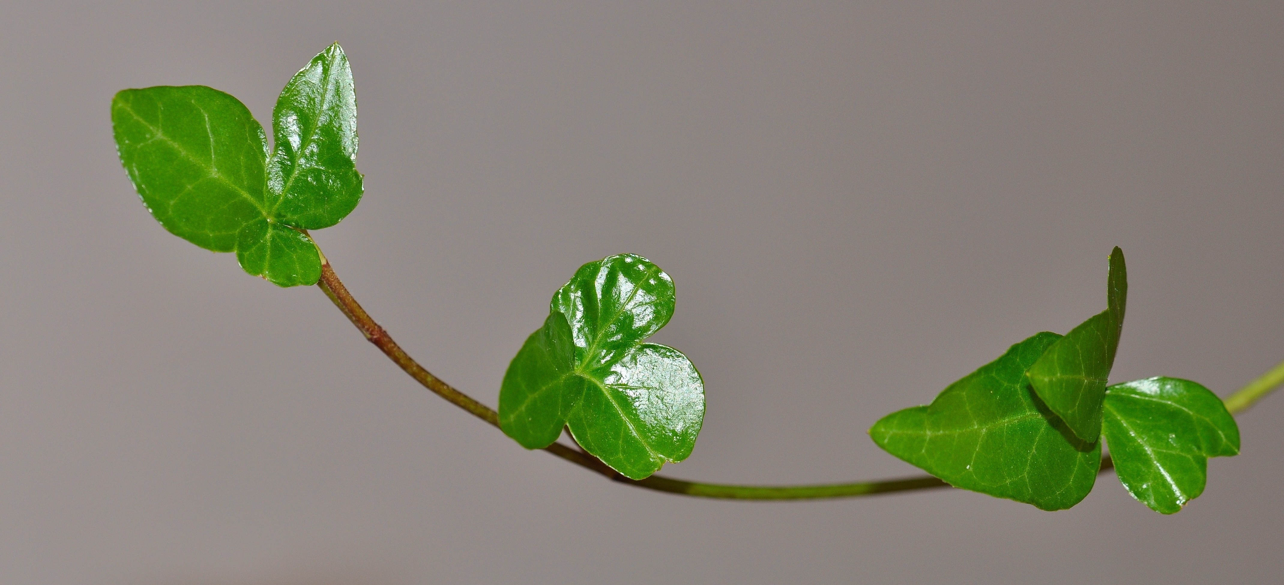 green clover leaf