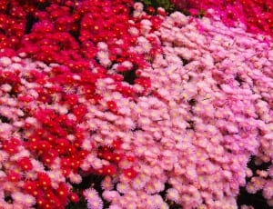 red and pink flowers thumbnail