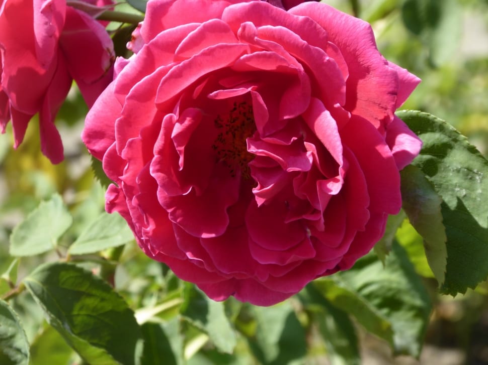pink rose in bloom during daytime preview