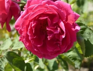 pink rose in bloom during daytime thumbnail