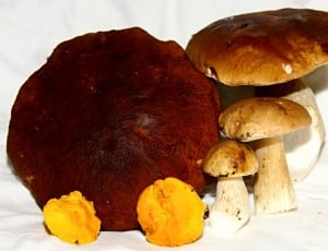 7 mushrooms thumbnail