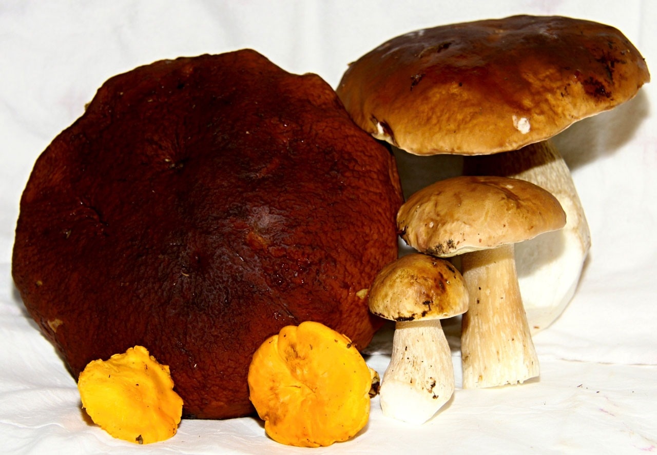 7 mushrooms