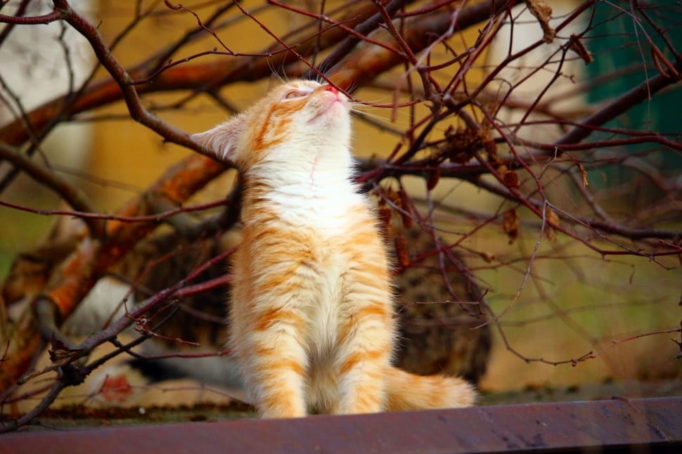 orange and white tabby cat preview