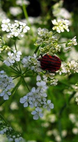 italian stripe beetle thumbnail