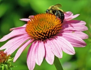 bee and pink daisy thumbnail