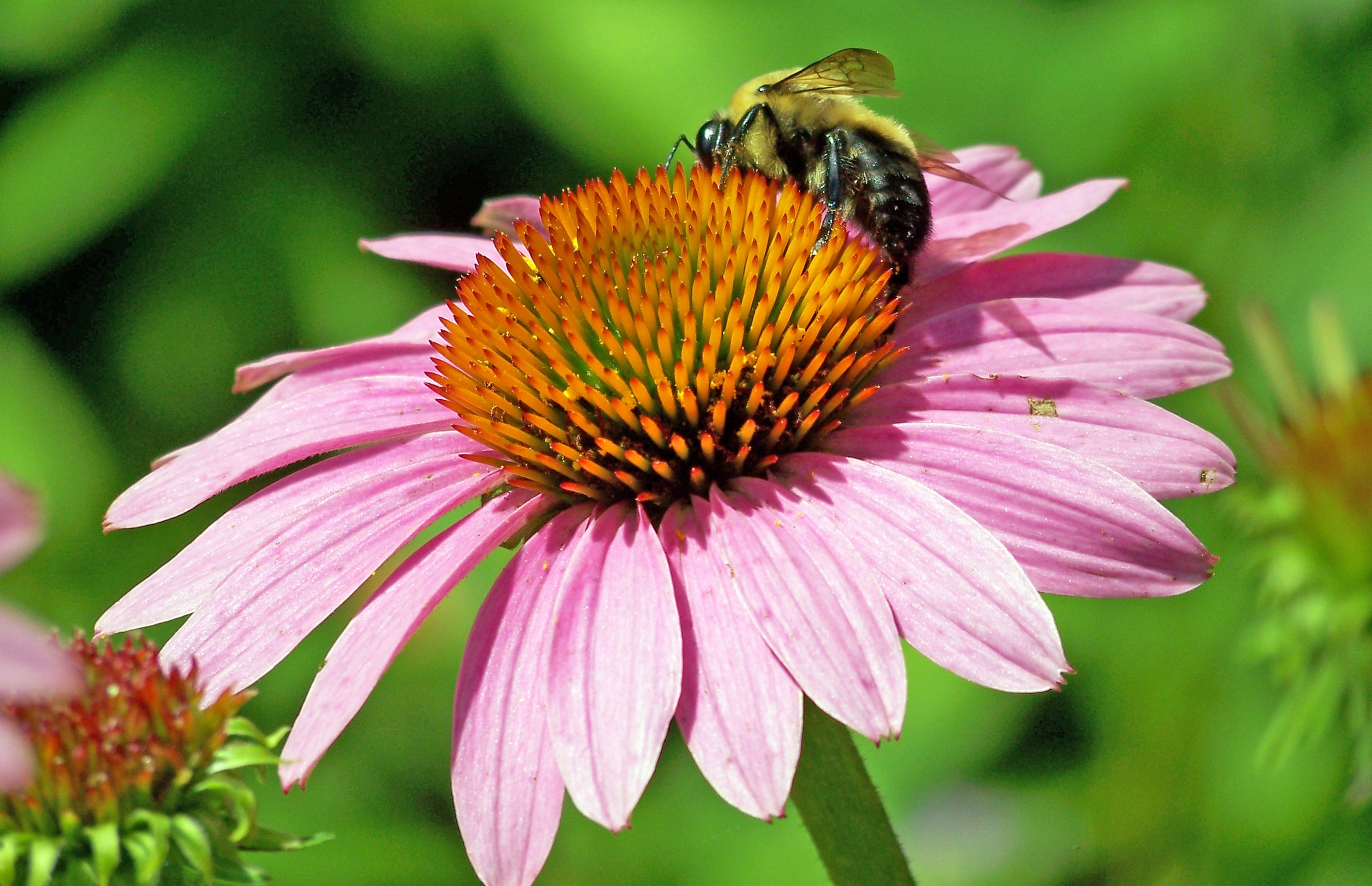 bee and pink daisy