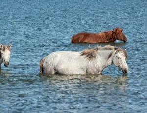 two white and one brown horses on body of water during day time thumbnail