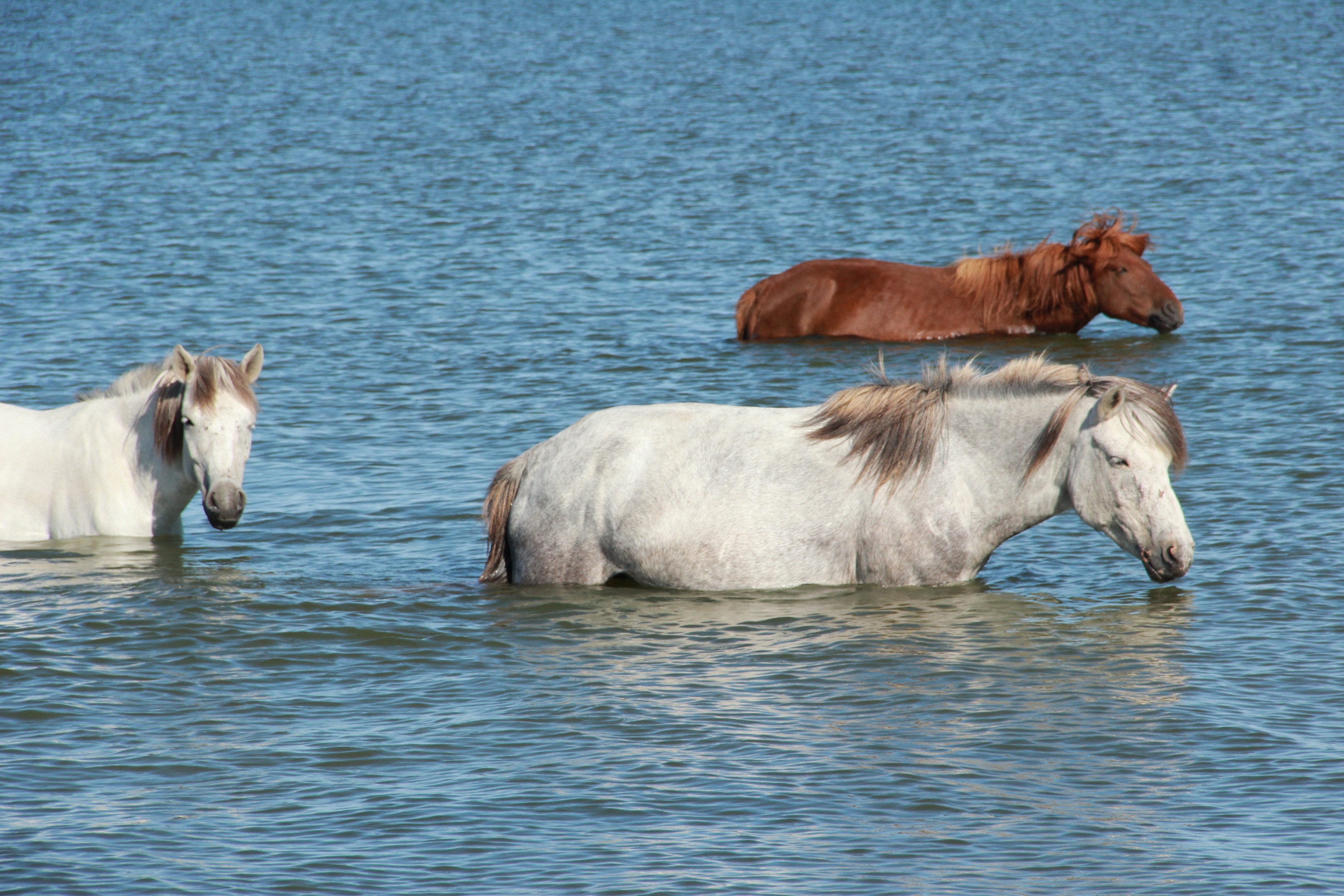 two white and one brown horses on body of water during day time