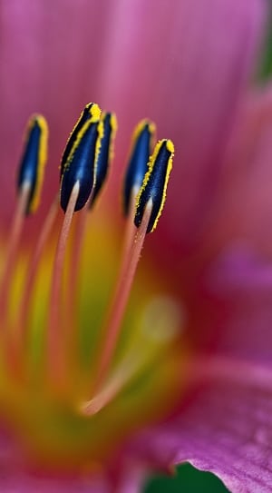 purple-blue-and-pink flower thumbnail