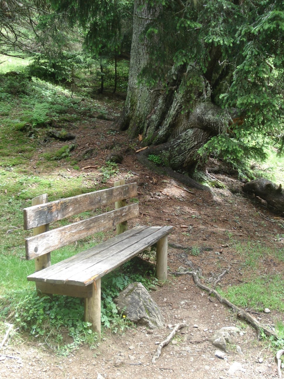 brown wooden bench beside tree preview